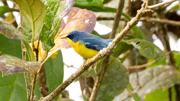 Tropical Parula (Setophaga pitiayumi)