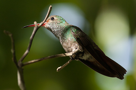 Rufous-tailed Hummingbird (Amazilia tzacatl)