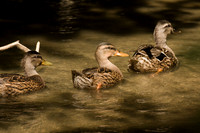 Mallard (Anas platyrhynchos) juvenile and adult