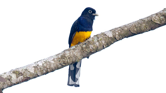 Amazonian White-tailed Trogon (Trogon viridis)