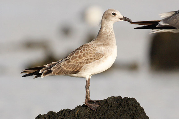 Laughing Gull (Leucophaeus atricilla)