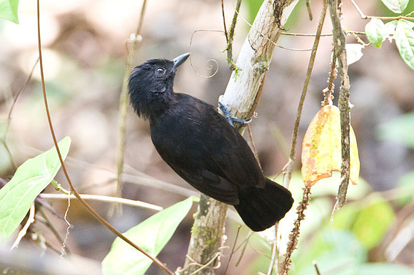Black Antshrike (Thamnophilus nigriceps)