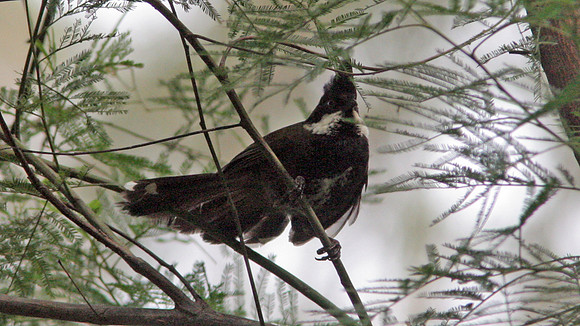 Eastern Whipbird (Psophodes olivaceus)