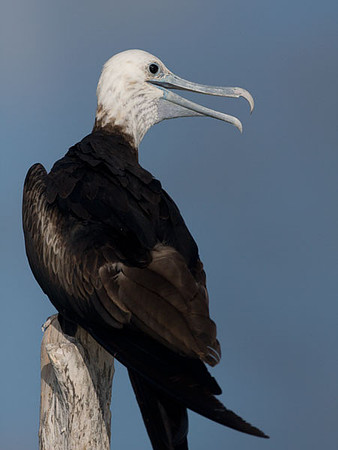 Magnificent Frigatebird (Fregata magnificens) juvenile