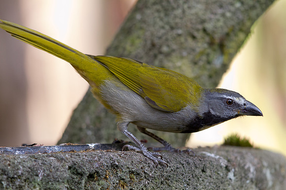 Buff-throated Saltator (Saltator maximus)