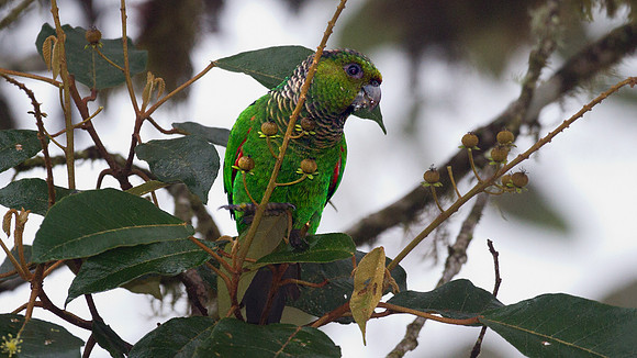 Maroon-tailed Parakeet (Pyrrhura melanura)