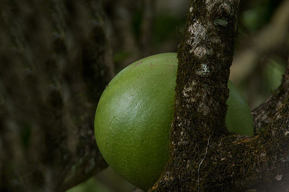 fruit