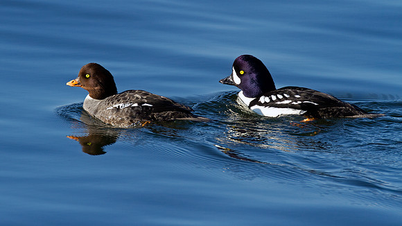 Barrow's Goldeneye (Bucephala islandica)