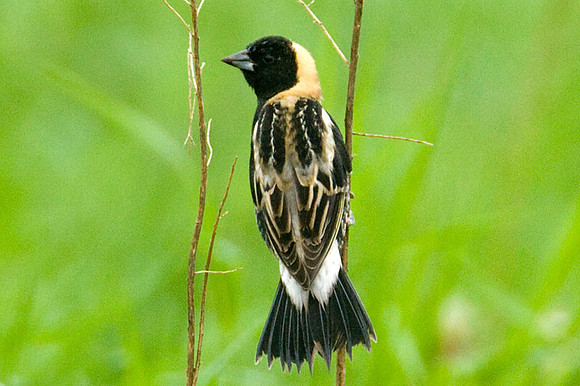 Bobolink (Dolichonyx oryzivorus)