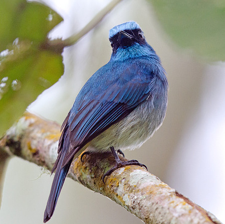 Indigo flycatcher (Eumyias indigo)