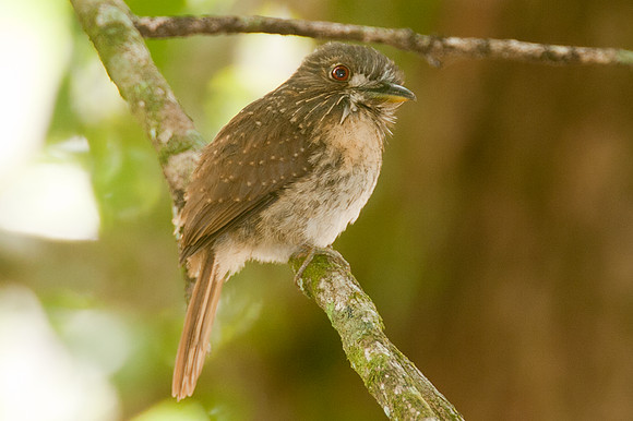 White-whiskered Puffbird (Malacoptila panamensis)