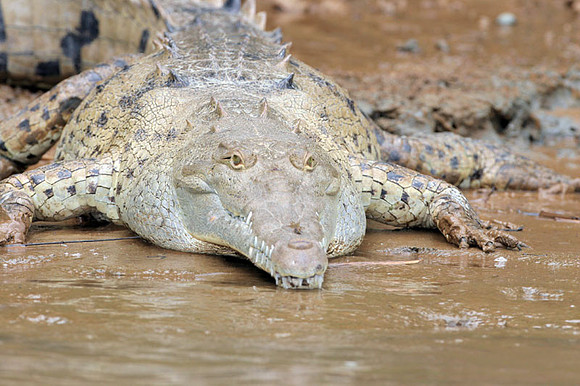 American Crocodile (Crocodylus acutus)