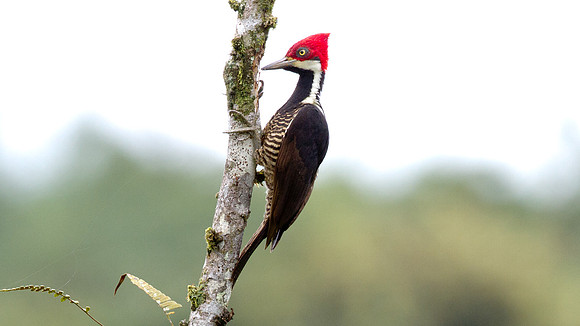 Guayaquil Woodpecker (Campephilus gayaquilensis) female