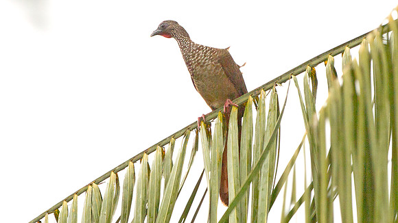 Speckled Chachalaca (Ortalis guttata)