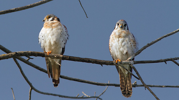 American Kestrel (Falco sparverius)