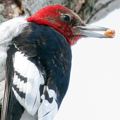 Red-headed Woodpecker (Melanerpes erythrocephalus)
