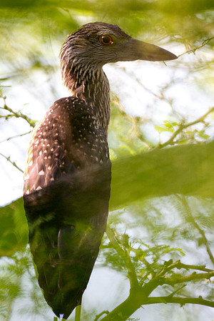 Yellow-crowned Night Heron (Nyctanassa violacea)