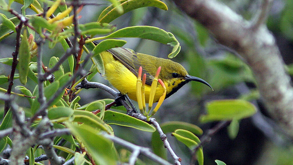 Yellow-bellied Sunbird (Cinnyris jugularis) juvenile; also known as Olive-backed Sunbird