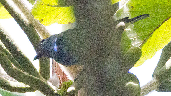Golden-naped Tanager (Tangara ruficervix)
