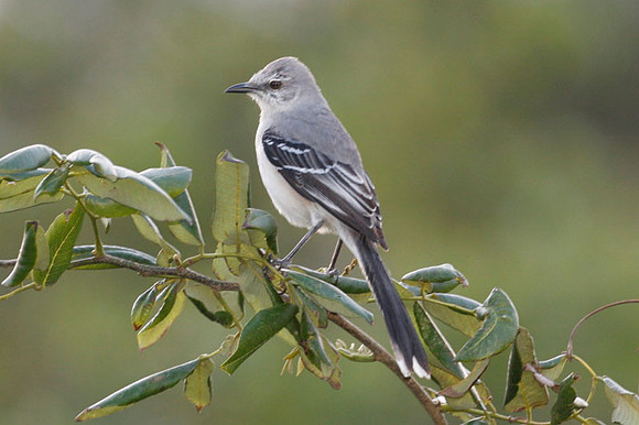 Tropical Mockingbird (Mimus gilvus)
