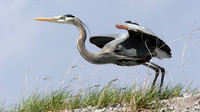 Great Blue Heron (Ardea herodias)