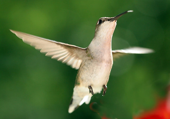 Ruby-throated Hummingbird (Archilochus colubris) female