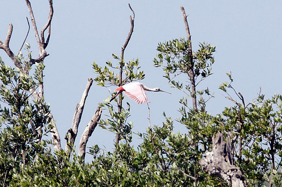 Roseate Spoonbill (Ajaja ajaja)