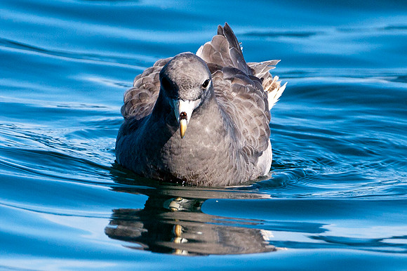 Northern Fulmar (Fulmarus glacialis) also known as  Arctic Fulmar