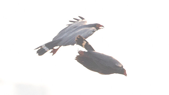 Slate-coloured Hawk (Leucopternis schistaceus)