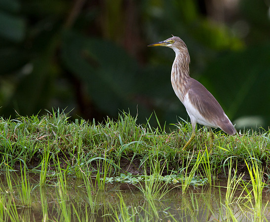Javan pond heron (Ardeola speciosa)
