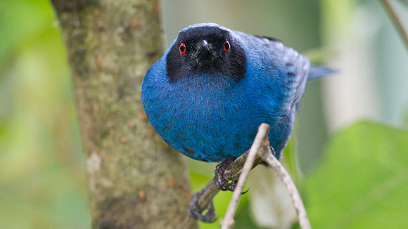 Masked Flowerpiercer (Diglossopis cyanea)