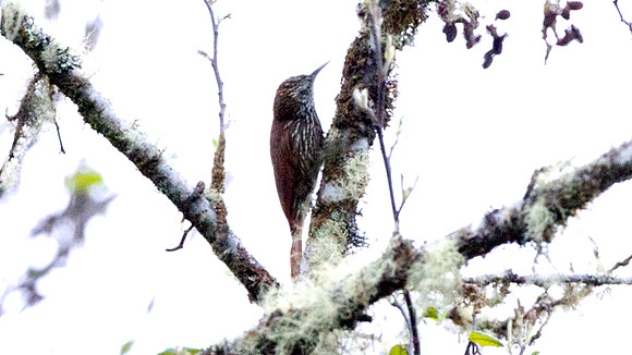 Montane Woodcreeper (Lepidocolaptes lacrymiger)