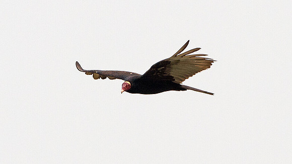 Turkey Vulture (Cathartes aura)
