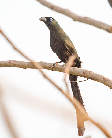 Chestnut-breasted malkoha (Phaenicophaeus curvirostris)
