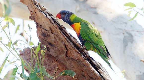 Rainbow Lorikeet (Trichoglossus haematodus)