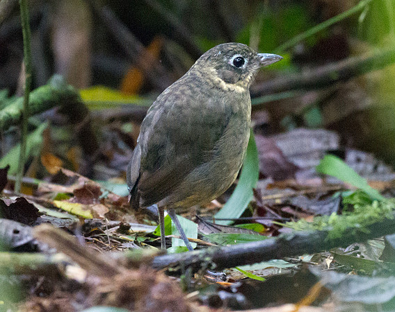 Plain-backed Antpitta (Grallaria haplonota)