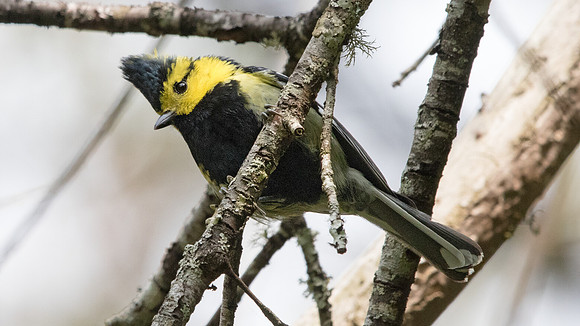 Yellow-cheeked tit (Parus spilonotus) Male