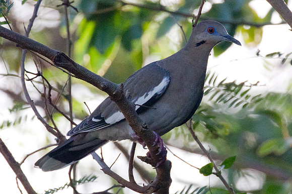 White-winged Dove (Zenaida asiatica)