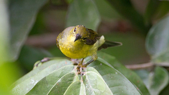 Brown-throated Sunbird (Anthreptes malacensis) female