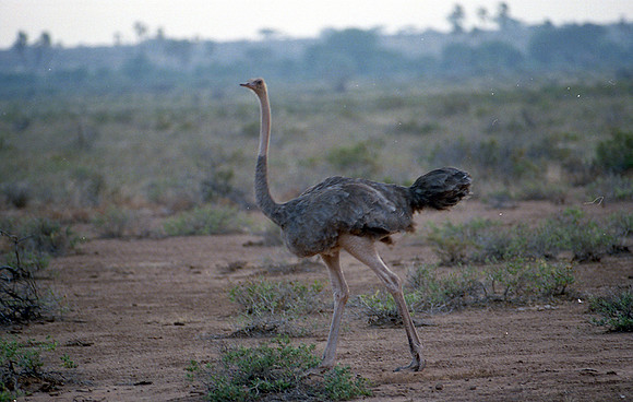 Common Ostrich (Struthio camelus)