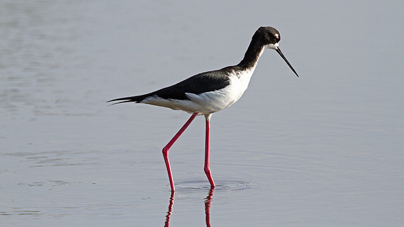 Hawaiian stilt (Himantopus mexicanus knudseni)