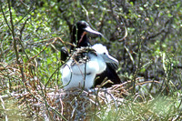 Great Frigatebird (Fregata minor)