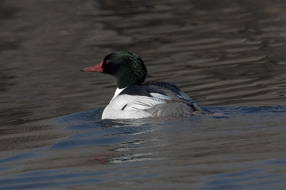 Common Merganser (Mergus merganser) drake; also known as Goosander