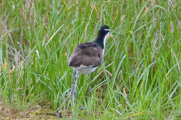 Wattled Jacana (Jacana jacana) juvenile