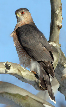 Cooper's Hawk (Accipiter cooperii)