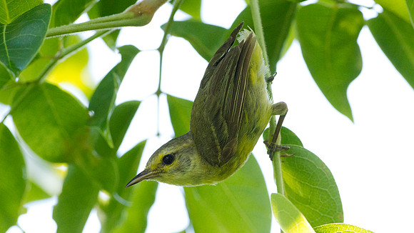 Vitelline Warbler (Dendroica vitellina) juvenile