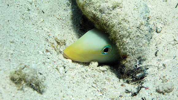 Tilefish ( family Malacanthidae)