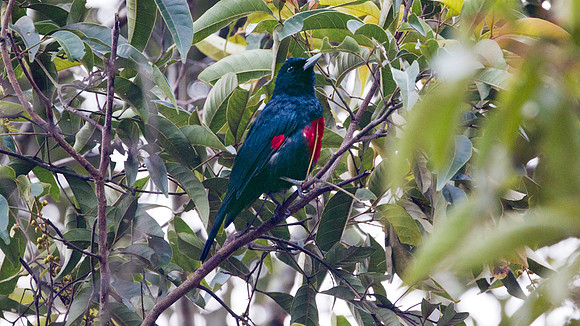 Black-and-crimson Oriole (Oriolus cruentus)