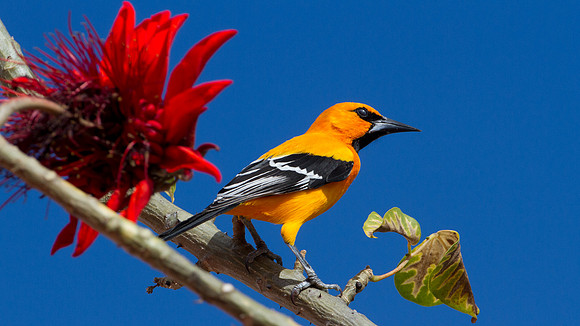 Yellow Oriole (Icterus nigrogularis)