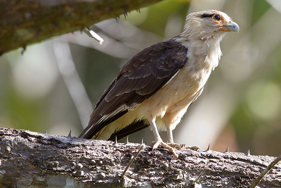 Yellow-headed Caracara (Milvago chimachima)